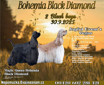 AMERICKÝ KOKRŠPANĚL S PP.