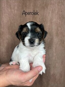 Jorkšírský teriér biewer s PP