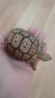 Želva pardáli geochelone pardalis pardalis