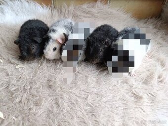 Morče US Teddy / morčata 2x samec  1x samička