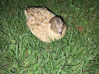 Křepelka, křepeláci