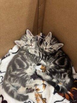 Britská whiskas koťátka bez PP