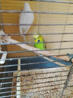 Dobrý den prodám párek zebriček a  párek andulek