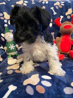 Knírač malý barevný