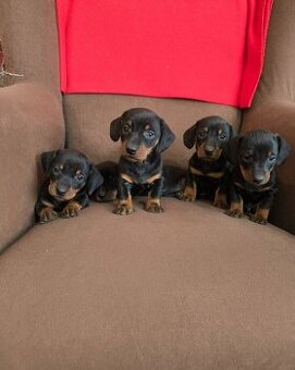 Jezevčík trpasličí štěňátka