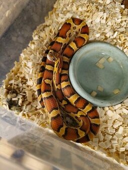 Užovka červená, roční mládě okeetee