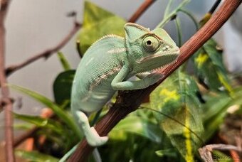 Chameleon jemenský, mláďata