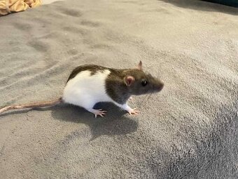 Potkany mazlicci na chov