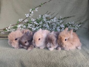 Krásná Teddy mláďátka s VP