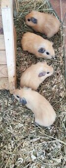 Kalifornská morčata - mláďata - samice, samci