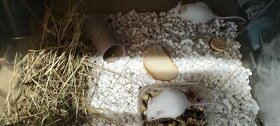 Bíle myši na prodej - 1