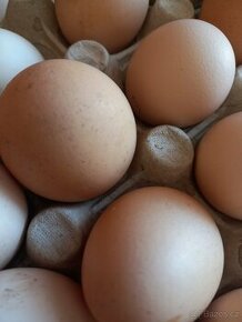Domácí bio vejce