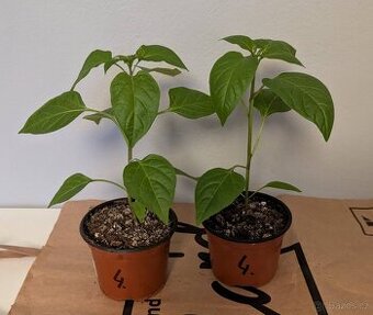 Sazenice chilli - Jalapeno Mammoth