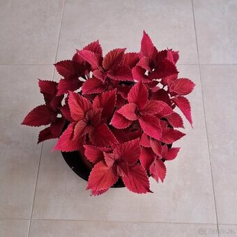 Africká kopřiva / Coleus