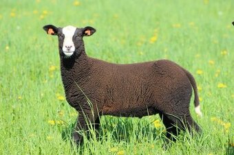 Jehňata Zwartbles - 1
