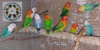 1,1 a 0,1 Agapornis Fischeri dilute