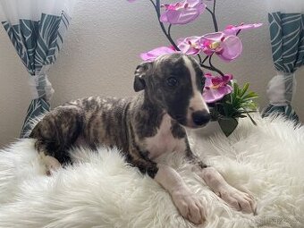 Fenečka Whippet / vipet s PP FCI