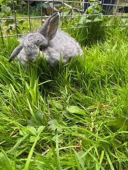 Zakrslý beránek činčilový