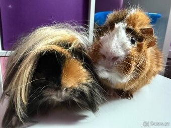 2 morcatka - kluci vcetne vybaveni