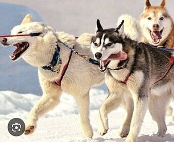 Sibírsky husky hasky