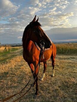 A 1/1 a český teplokrevník