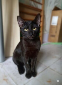 kastrovaný, očkovaný, čipovaný - Edgar k adopci