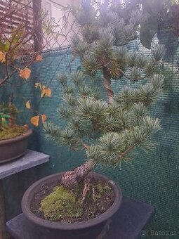 Bonsaj,bonsai Borovice různé druhy