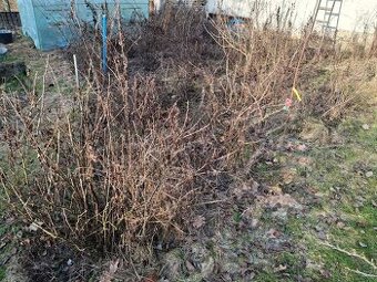 Příprava zahrad na sezónu