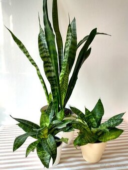 Sanseviera - tchýnin jazyk