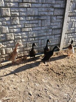 Indický běžec černé