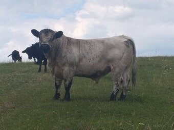 Plemenný býk galloway