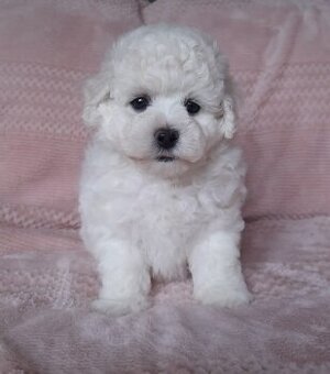 Bišonek - Bichon a poil Frisé