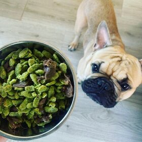 Francouzský buldoček