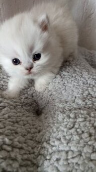 Britská kočička  s PP