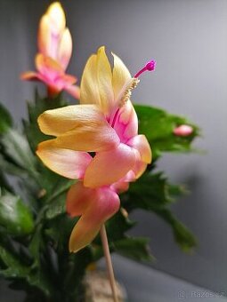 Schlumbergera - Vánoční kaktus: Outono Brazil (řízek)