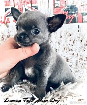 Čivava s PP k rezervaci