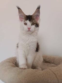 Mainská mývalí s PP