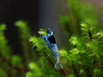 Krevetky Caridina blue shadow mosura