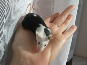 Barevná myška - na mazlíka