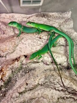 Gastropholis Prasina - 1
