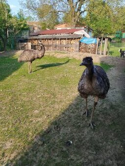 Pštros emu