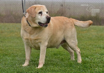 Darujeme labradora
