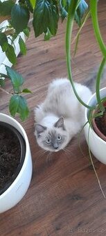 Kočka Ragdoll