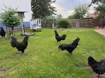 Ayam cemani kohout