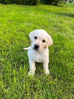 Labradorsky retrívr štěňátka - 1