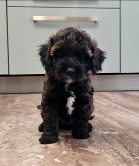 Maltipoo cavapoo Cockapoo
