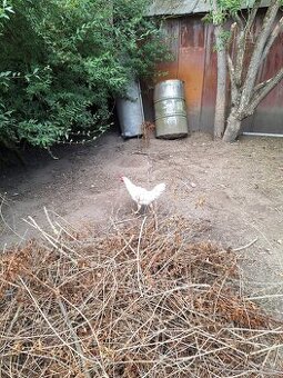 Leghorn -kohout