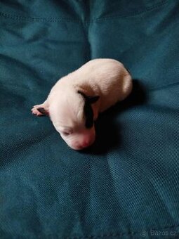 Parson russell teriér