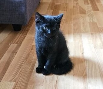 Malý černý ​Ď​áblík hledá nové království. 🐾😺🐾