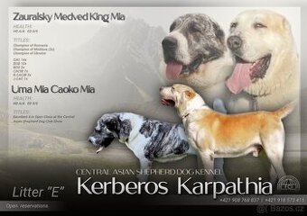 Středoasijský pastevecký pes